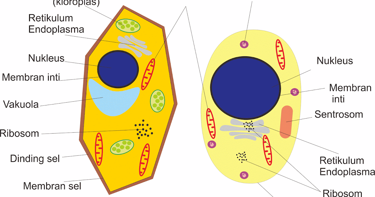 Detail Gambar Struktur Sel Tumbuhan Dan Struktur Sel Hewan Nomer 29