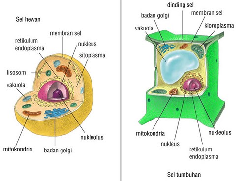 Detail Gambar Struktur Sel Tumbuhan Dan Struktur Sel Hewan Nomer 6