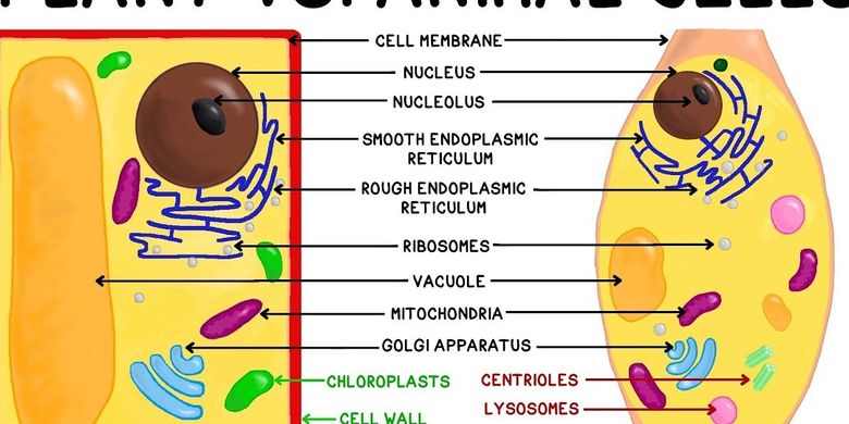 Detail Gambar Struktur Sel Tumbuhan Dan Struktur Sel Hewan Nomer 46