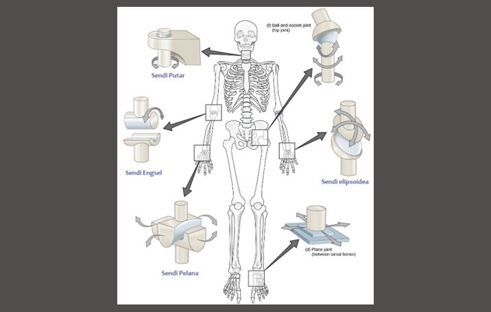 Detail Gambar Struktur Sendi Nomer 15