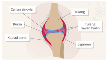 Detail Gambar Struktur Sendi Nomer 17