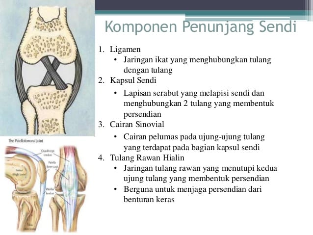 Detail Gambar Struktur Sendi Nomer 3