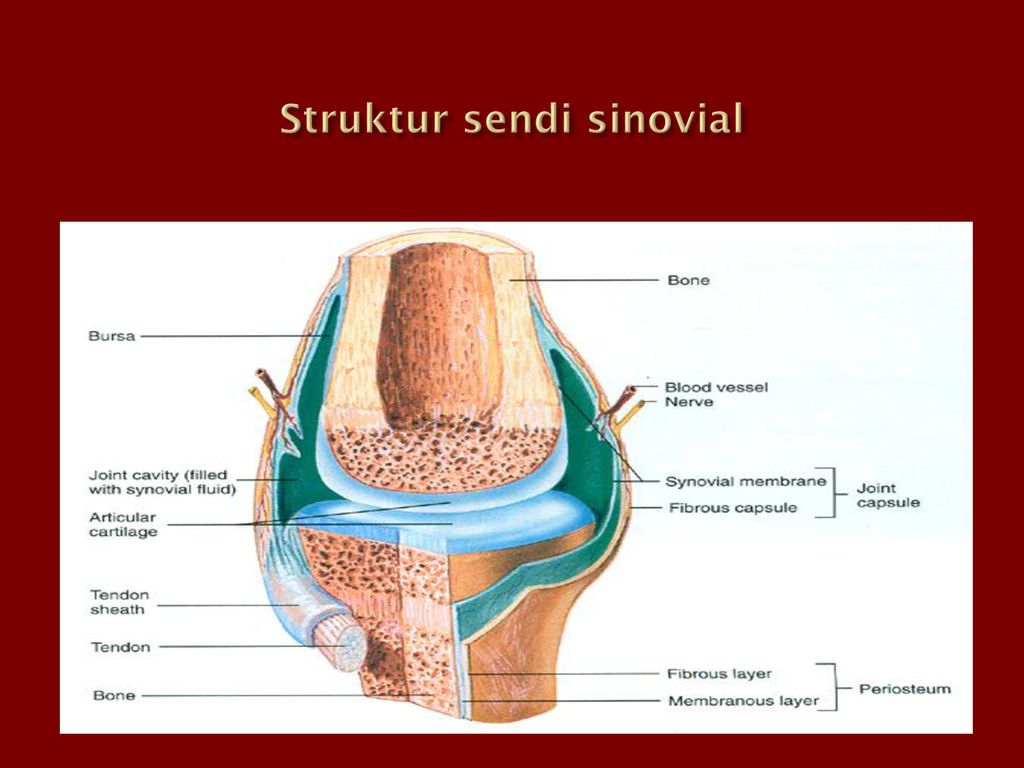 Detail Gambar Struktur Sendi Nomer 23