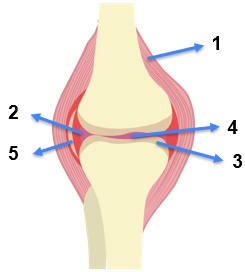 Detail Gambar Struktur Sendi Nomer 4