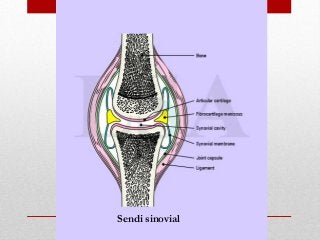 Detail Gambar Struktur Sendi Nomer 27