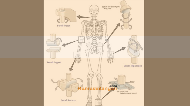 Detail Gambar Struktur Sendi Nomer 30