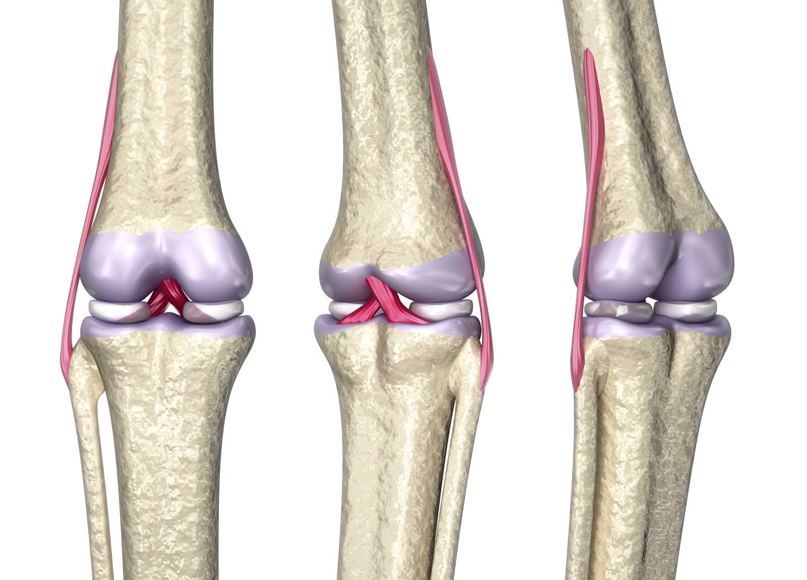 Detail Gambar Struktur Sendi Nomer 33