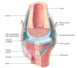 Detail Gambar Struktur Sendi Nomer 5