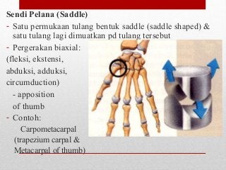 Detail Gambar Struktur Sendi Nomer 37