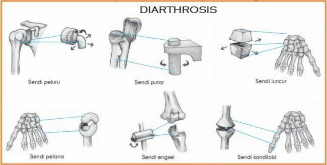 Detail Gambar Struktur Sendi Nomer 39