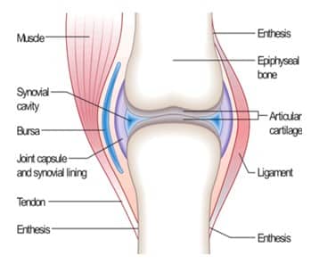 Detail Gambar Struktur Sendi Nomer 6