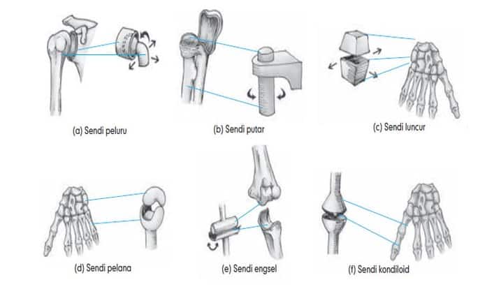 Detail Gambar Struktur Sendi Nomer 44