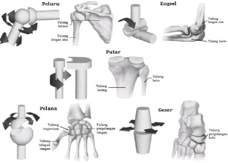 Detail Gambar Struktur Sendi Nomer 45