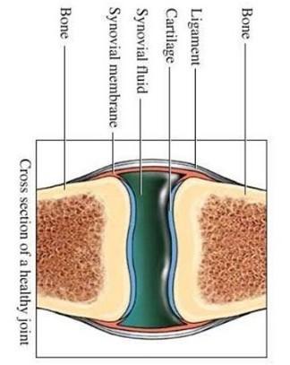 Detail Gambar Struktur Sendi Nomer 46