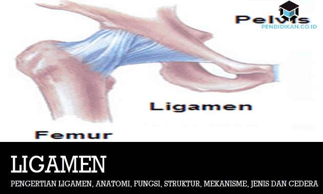 Detail Gambar Struktur Sendi Nomer 49