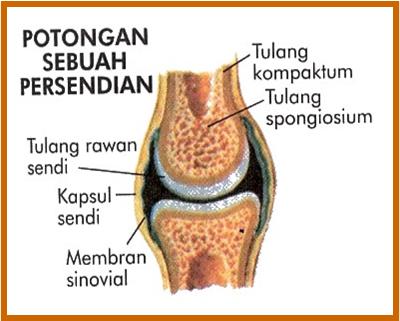 Detail Gambar Struktur Sendi Nomer 8