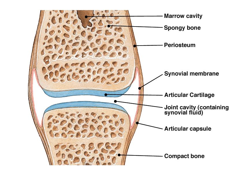 Detail Gambar Struktur Sendi Nomer 9