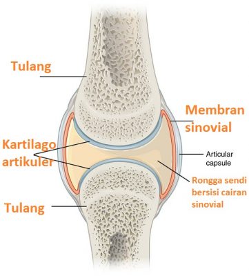 Detail Gambar Struktur Sendi Nomer 10