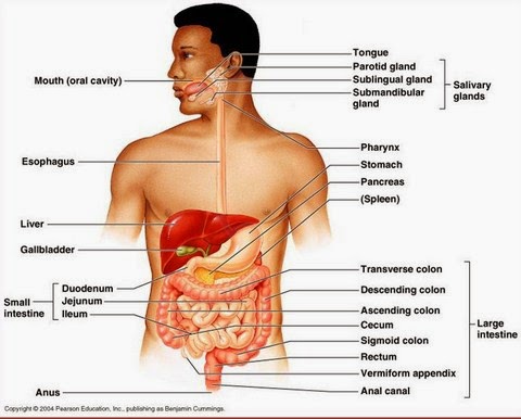 Detail Gambar Struktur Sistem Pencernaan Nomer 19