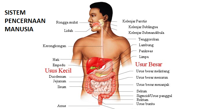 Detail Gambar Struktur Sistem Pencernaan Nomer 3