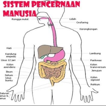 Detail Gambar Struktur Sistem Pencernaan Nomer 24