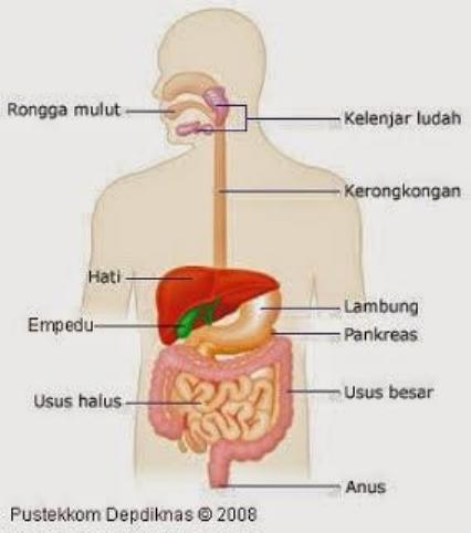 Detail Gambar Struktur Sistem Pencernaan Nomer 30