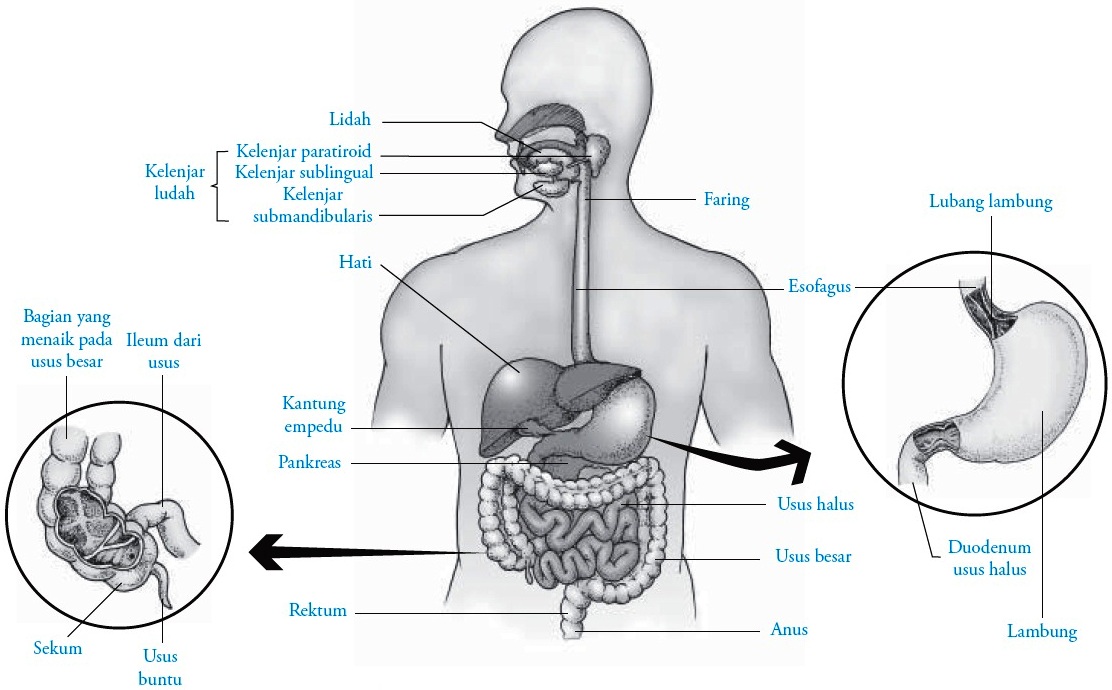 Detail Gambar Struktur Sistem Pencernaan Nomer 31