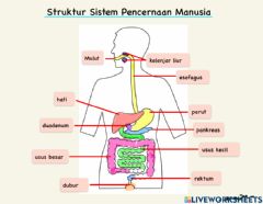 Detail Gambar Struktur Sistem Pencernaan Nomer 33