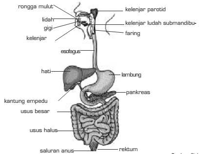 Detail Gambar Struktur Sistem Pencernaan Nomer 42