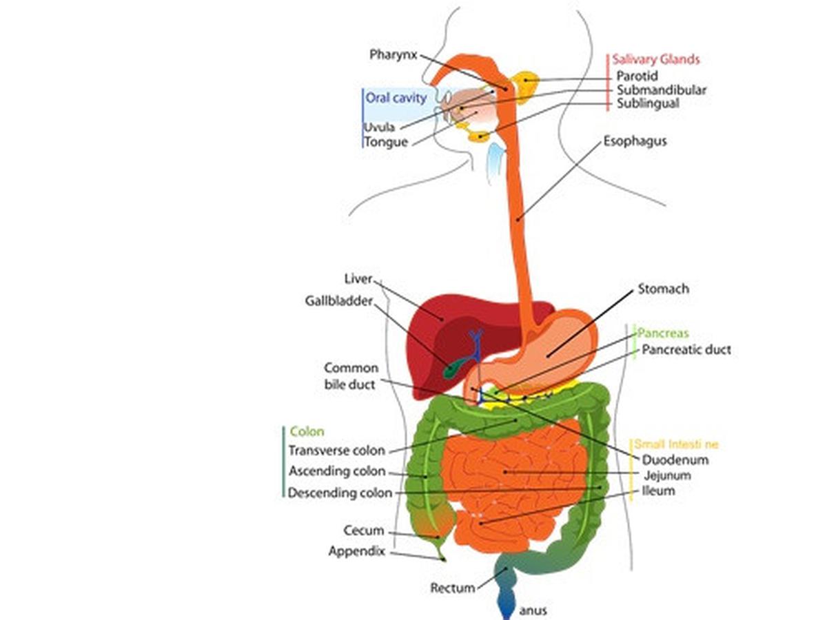 Detail Gambar Struktur Sistem Pencernaan Nomer 7