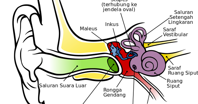 Detail Gambar Struktur Telinga Nomer 30