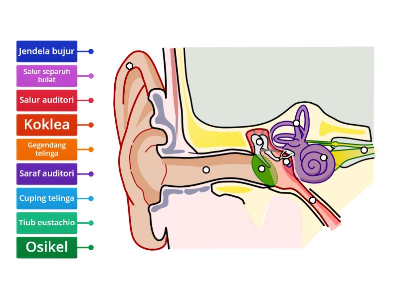 Detail Gambar Struktur Telinga Nomer 44
