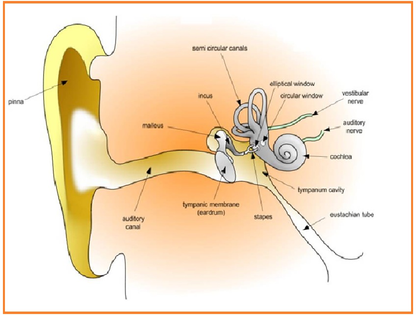 Detail Gambar Struktur Telinga Nomer 54