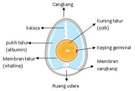 Detail Gambar Struktur Telur Nomer 2