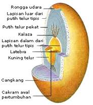 Detail Gambar Struktur Telur Nomer 12