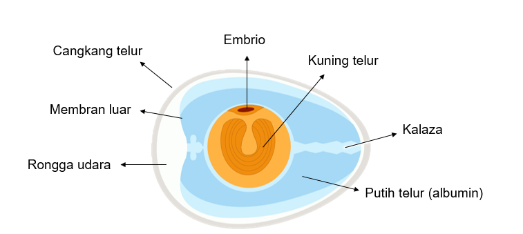 Detail Gambar Struktur Telur Nomer 16