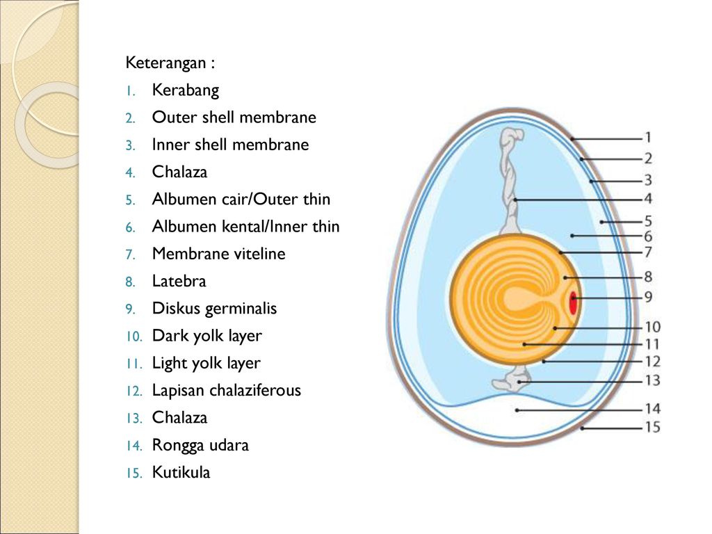 Detail Gambar Struktur Telur Nomer 3