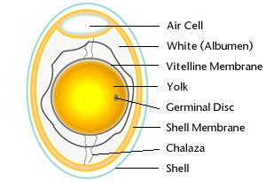 Detail Gambar Struktur Telur Nomer 21