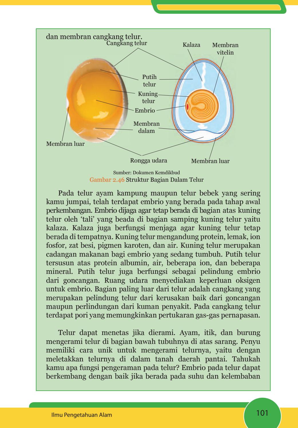 Detail Gambar Struktur Telur Nomer 23
