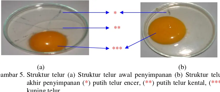 Detail Gambar Struktur Telur Nomer 27