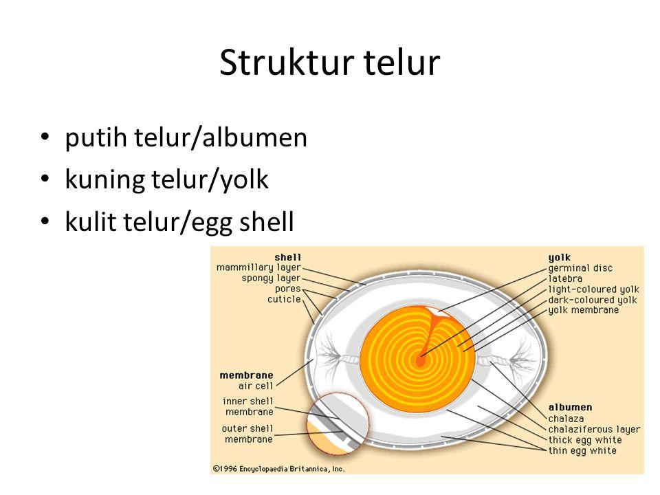 Detail Gambar Struktur Telur Nomer 5