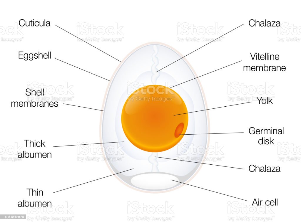 Detail Gambar Struktur Telur Nomer 41