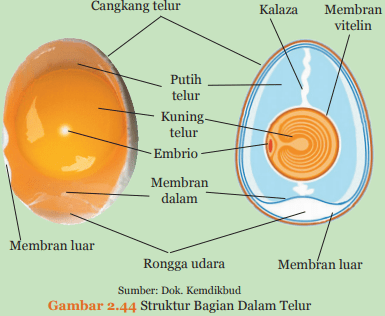 Detail Gambar Struktur Telur Nomer 43