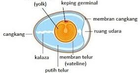 Detail Gambar Struktur Telur Nomer 6