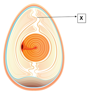 Detail Gambar Struktur Telur Nomer 45