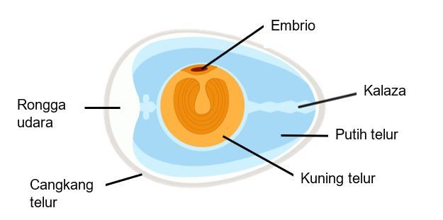 Detail Gambar Struktur Telur Nomer 7