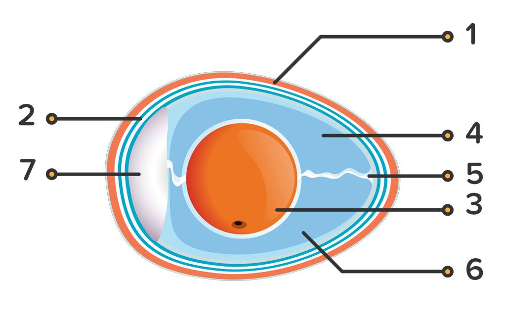 Detail Gambar Struktur Telur Nomer 9