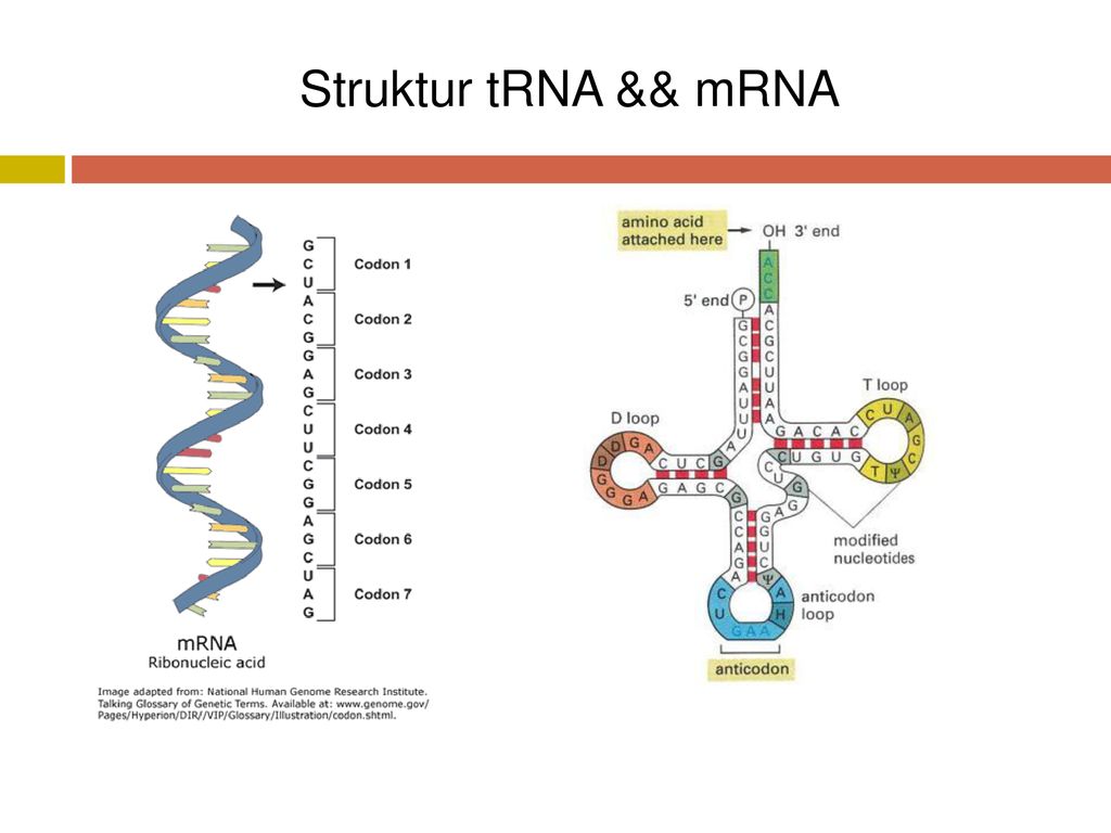 Detail Gambar Struktur Trna Nomer 12