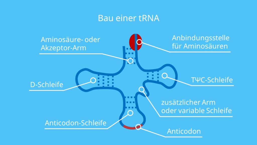 Detail Gambar Struktur Trna Nomer 18