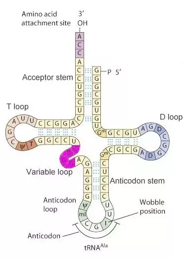 Detail Gambar Struktur Trna Nomer 41